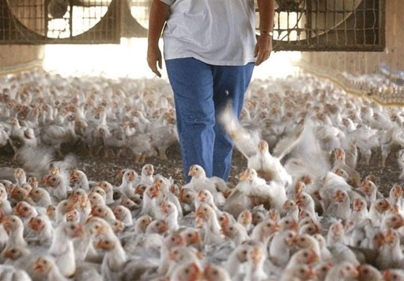 کاهش قیمت مرغ در بازار تهران ، ثبات قیمت گوشت و ماهی