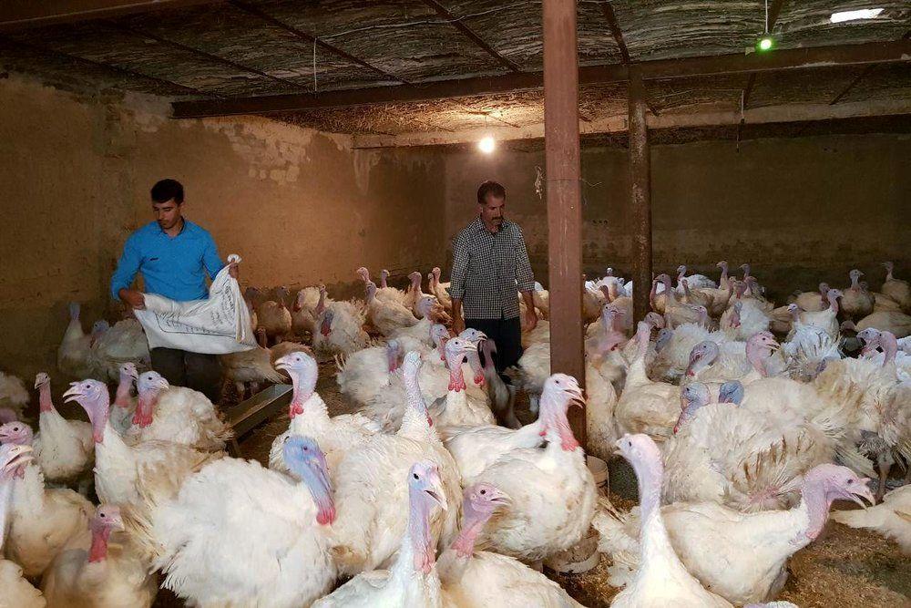 قیمت گوشت بوقلمون در میادین میوه و تره بار قیمت گوشت بوقلمون در میادین میوه و تره بار