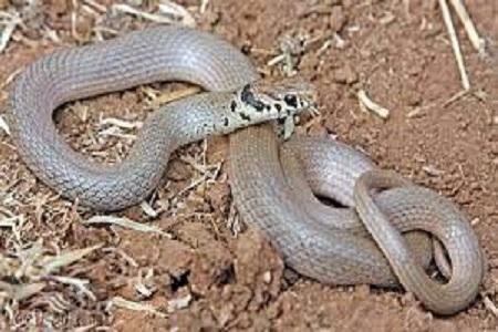 مشاهده مار کوتوله سرسیاه برای اولین بار در طارم سفلی مشاهده مار کوتوله سرسیاه برای اولین بار در طارم سفلی