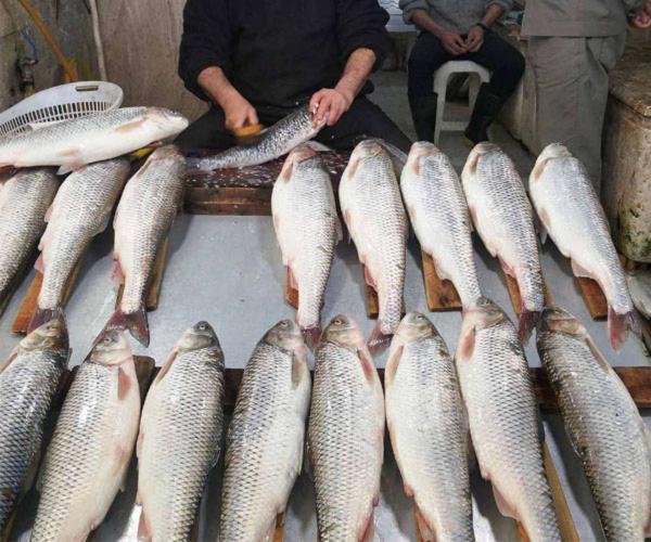 ماهی سفید 20 هزار تومان گران شد