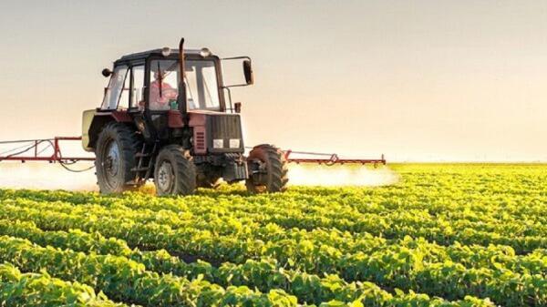 اجرای طرح جهش تولید در 20 هزار هکتار از مزارع کالپوش میامی اجرای طرح جهش تولید در 20 هزار هکتار از مزارع کالپوش میامی