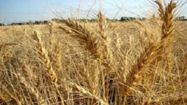 کشت خوشه های طلایی در خاش کشت خوشه های طلایی در خاش