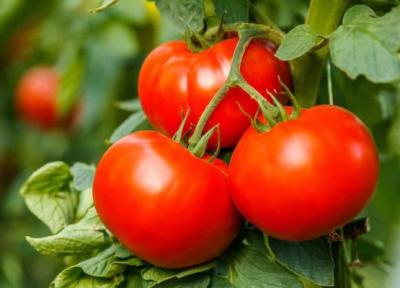 پاسخ به پرسشی دیرینه؛ گوجه فرنگی میوه است یا سبزی؟