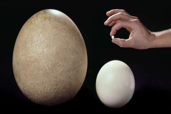 گران ترین تخم مرغ دنیا