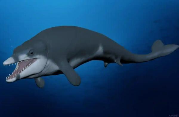 ردپای نهنگ 41 میلیون ساله در مصر!، عکس